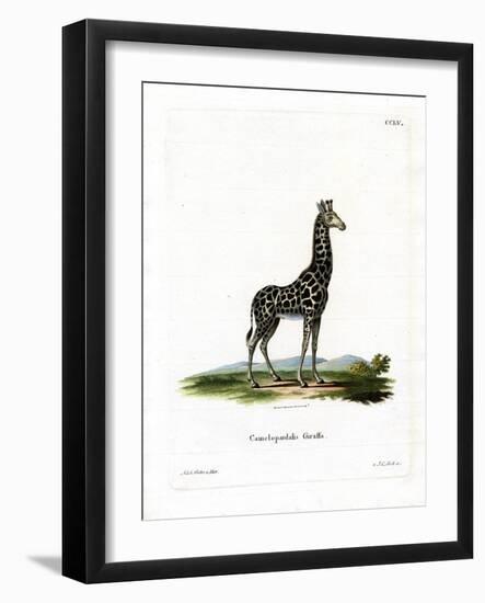 Giraffe-null-Framed Giclee Print