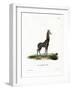 Giraffe-null-Framed Giclee Print