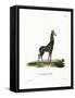 Giraffe-null-Framed Stretched Canvas