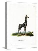 Giraffe-null-Stretched Canvas