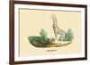 Giraffe-E.f. Noel-Framed Art Print