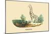 Giraffe-E.f. Noel-Mounted Art Print