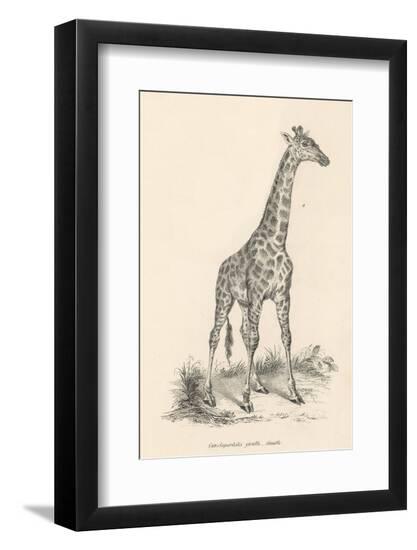 Premium Photographic Print, , large