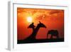 Giraffes and Elephant in the Sunset-null-Framed Photographic Print