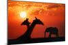 Giraffes and Elephant in the Sunset-null-Mounted Photographic Print