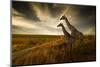 Giraffes and the Landscape-nexus 7-Mounted Photographic Print