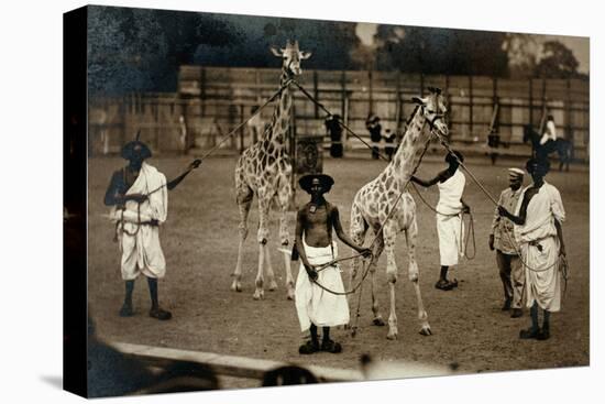 Giraffes and their Somali Handlers, C.1905-null-Stretched Canvas