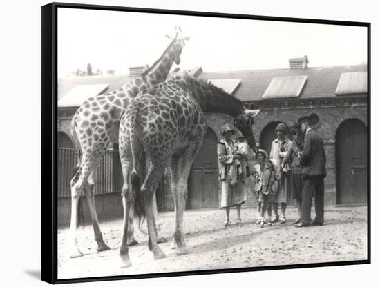 Giraffes and Visitors at Zsl London Zoo, from July 1926-Frederick William Bond-Framed Stretched Canvas