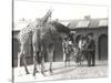 Giraffes and Visitors at Zsl London Zoo, from July 1926-Frederick William Bond-Stretched Canvas