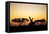 Giraffes at Dusk, Chobe National Park, Botswana-Paul Souders-Framed Stretched Canvas