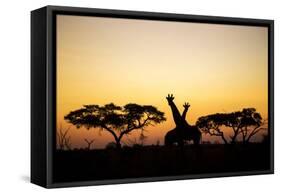 Giraffes at Dusk, Chobe National Park, Botswana-Paul Souders-Framed Stretched Canvas