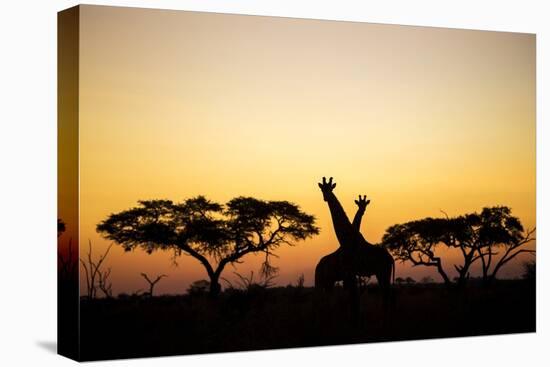 Giraffes at Dusk, Chobe National Park, Botswana-Paul Souders-Stretched Canvas