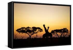 Giraffes at Dusk, Chobe National Park, Botswana-Paul Souders-Framed Stretched Canvas