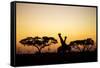 Giraffes at Dusk, Chobe National Park, Botswana-Paul Souders-Framed Stretched Canvas