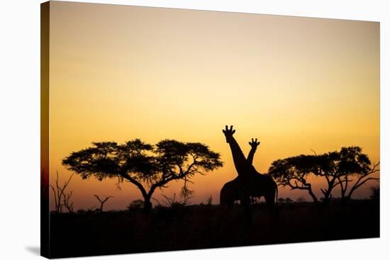 Giraffes at Dusk, Chobe National Park, Botswana-Paul Souders-Stretched Canvas