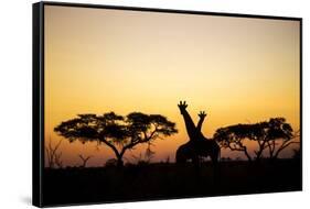 Giraffes at Dusk, Chobe National Park, Botswana-Paul Souders-Framed Stretched Canvas