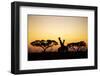 Giraffes at Dusk, Chobe National Park, Botswana-Paul Souders-Framed Premium Photographic Print