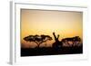 Giraffes at Dusk, Chobe National Park, Botswana-Paul Souders-Framed Photographic Print