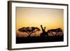 Giraffes at Dusk, Chobe National Park, Botswana-Paul Souders-Framed Photographic Print