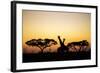 Giraffes at Dusk, Chobe National Park, Botswana-Paul Souders-Framed Photographic Print