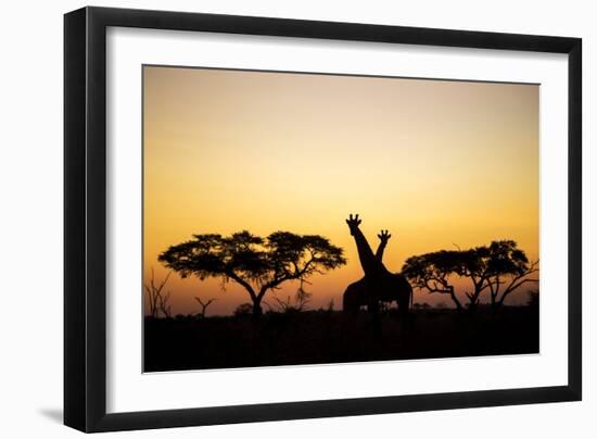 Giraffes at Dusk, Chobe National Park, Botswana-Paul Souders-Framed Photographic Print