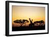 Giraffes at Dusk, Chobe National Park, Botswana-Paul Souders-Framed Photographic Print