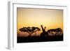 Giraffes at Dusk, Chobe National Park, Botswana-Paul Souders-Framed Photographic Print