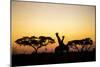 Giraffes at Dusk, Chobe National Park, Botswana-Paul Souders-Mounted Photographic Print