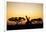 Giraffes at Dusk, Chobe National Park, Botswana-Paul Souders-Framed Photographic Print