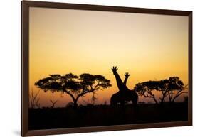 Giraffes at Dusk, Chobe National Park, Botswana-Paul Souders-Framed Photographic Print