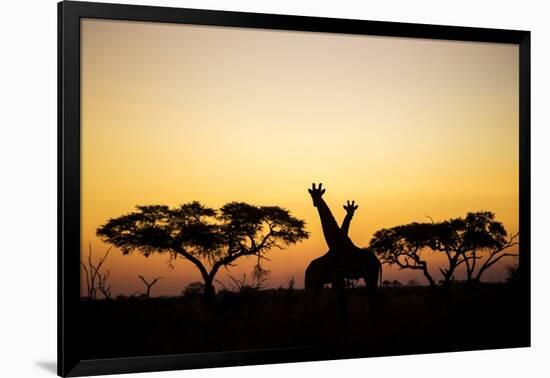 Giraffes at Dusk, Chobe National Park, Botswana-Paul Souders-Framed Photographic Print