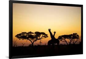 Giraffes at Dusk, Chobe National Park, Botswana-Paul Souders-Framed Photographic Print