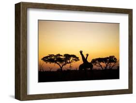 Giraffes at Dusk, Chobe National Park, Botswana-Paul Souders-Framed Photographic Print