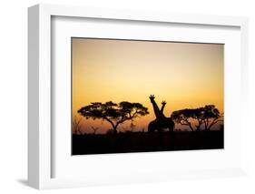 Giraffes at Dusk, Chobe National Park, Botswana-Paul Souders-Framed Photographic Print