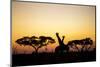 Giraffes at Dusk, Chobe National Park, Botswana-Paul Souders-Mounted Photographic Print