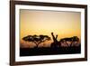 Giraffes at Dusk, Chobe National Park, Botswana-Paul Souders-Framed Photographic Print