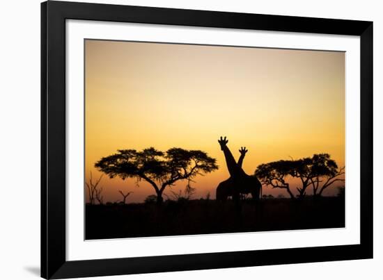 Giraffes at Dusk, Chobe National Park, Botswana-Paul Souders-Framed Photographic Print