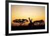 Giraffes at Dusk, Chobe National Park, Botswana-Paul Souders-Framed Photographic Print