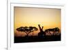 Giraffes at Dusk, Chobe National Park, Botswana-Paul Souders-Framed Photographic Print