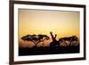 Giraffes at Dusk, Chobe National Park, Botswana-Paul Souders-Framed Photographic Print