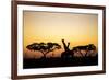 Giraffes at Dusk, Chobe National Park, Botswana-Paul Souders-Framed Photographic Print