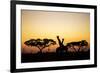 Giraffes at Dusk, Chobe National Park, Botswana-Paul Souders-Framed Photographic Print