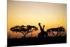 Giraffes at Dusk, Chobe National Park, Botswana-Paul Souders-Mounted Photographic Print