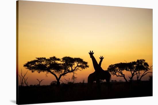 Giraffes at Dusk, Chobe National Park, Botswana-Paul Souders-Stretched Canvas