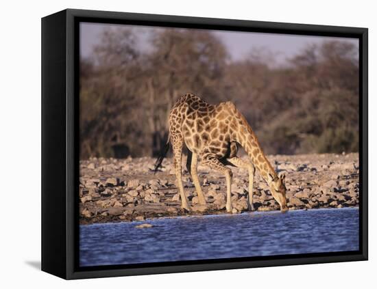 Giraffes at Klein Namutoni Waterhole-DLILLC-Framed Stretched Canvas