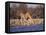 Giraffes at Klein Namutoni Waterhole-DLILLC-Framed Stretched Canvas