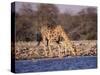 Giraffes at Klein Namutoni Waterhole-DLILLC-Stretched Canvas