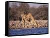 Giraffes at Klein Namutoni Waterhole-DLILLC-Framed Stretched Canvas