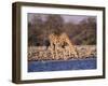 Giraffes at Klein Namutoni Waterhole-DLILLC-Framed Photographic Print