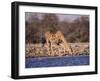 Giraffes at Klein Namutoni Waterhole-DLILLC-Framed Photographic Print